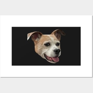 Jack Russell Terrier Mix - Black Background Posters and Art